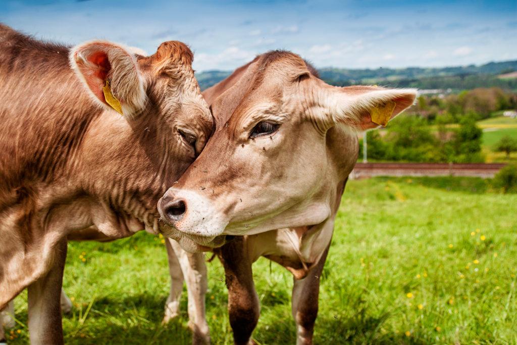 Albaitaritza Genetics- Acoplamiento de toros y vacas